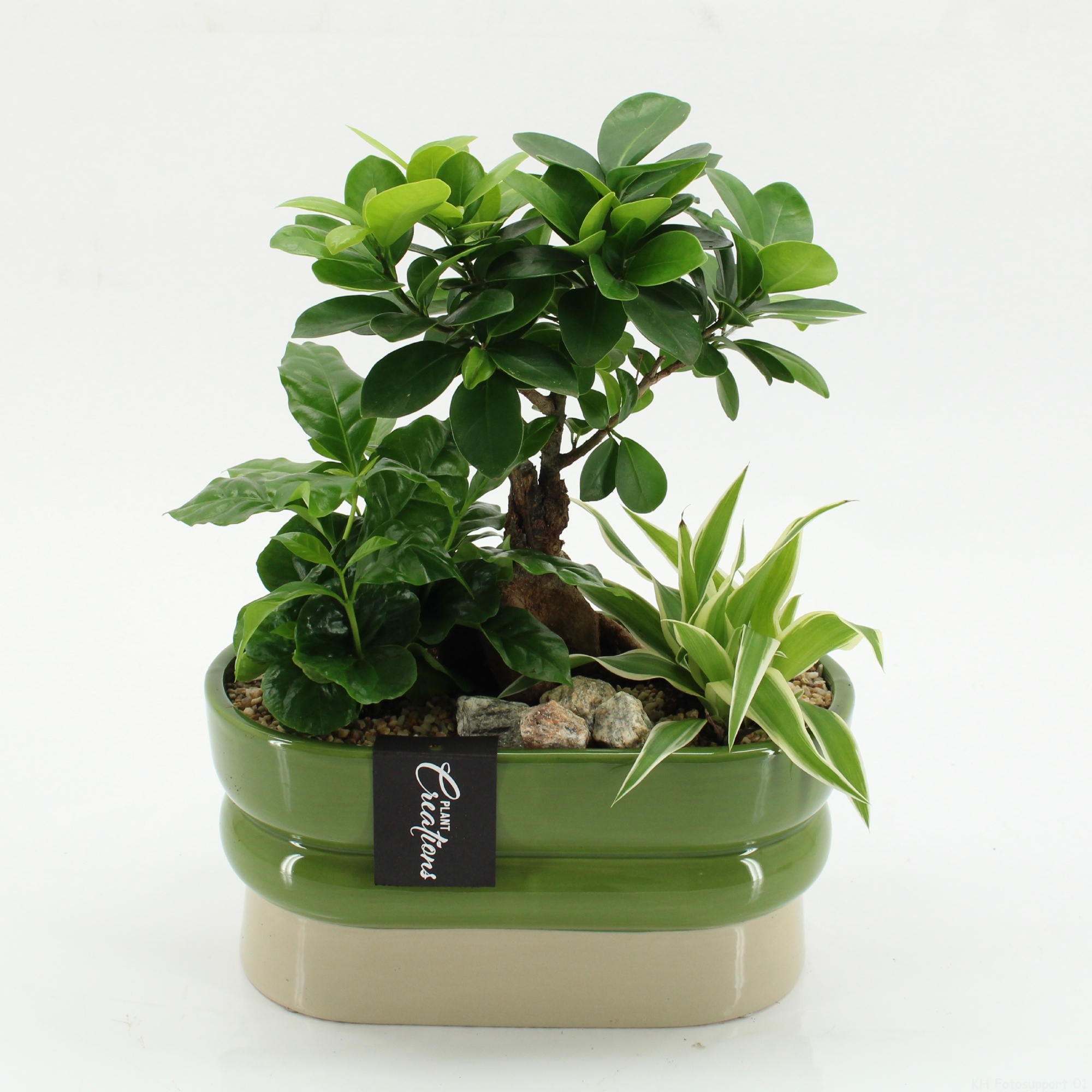 GRCR-2638 Green Essentials, D 23