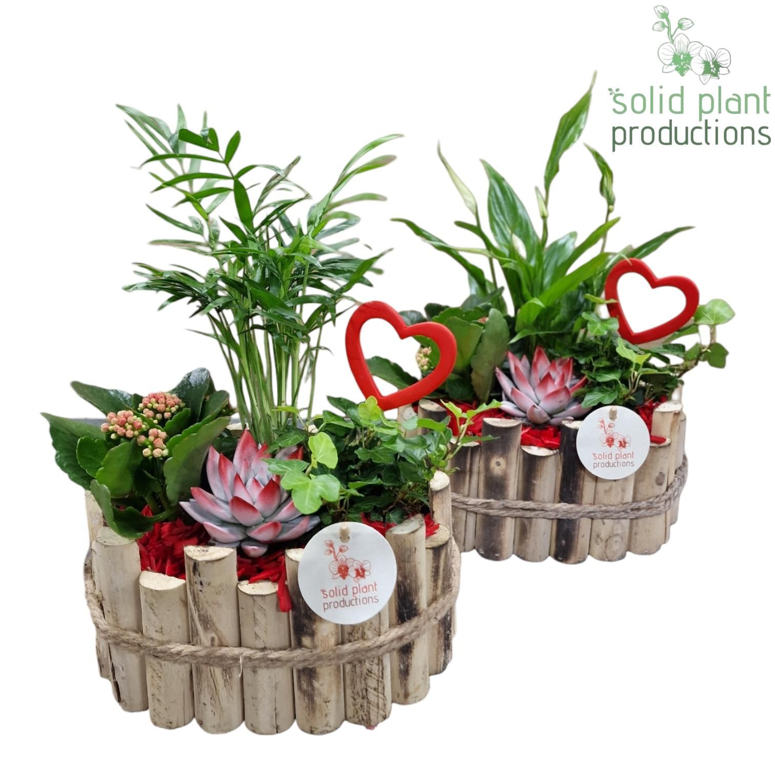 HVSCE003 Bologna Small Red, D 23