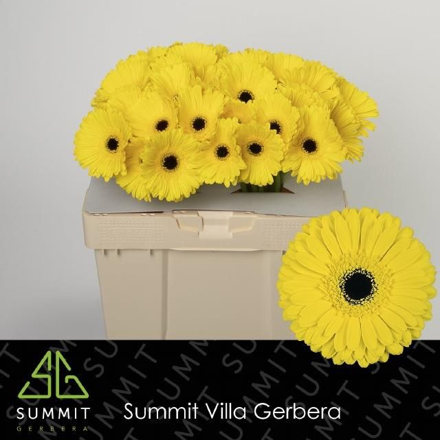 Гербера Дон Лео, шт.