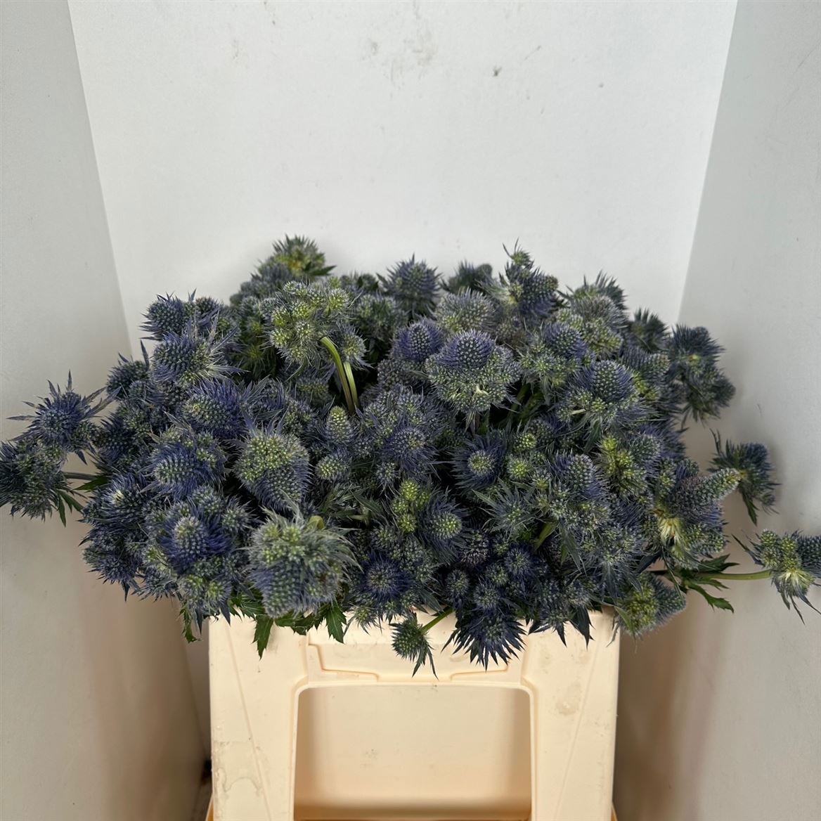 Эрингиум Овериг 40, шт.