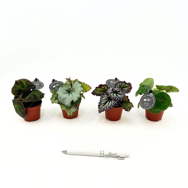 BEGONIA REX-HYBRID 'Mix', D 6 cm BEGONIA REX-HYBRID 'Mix', D 6 cm