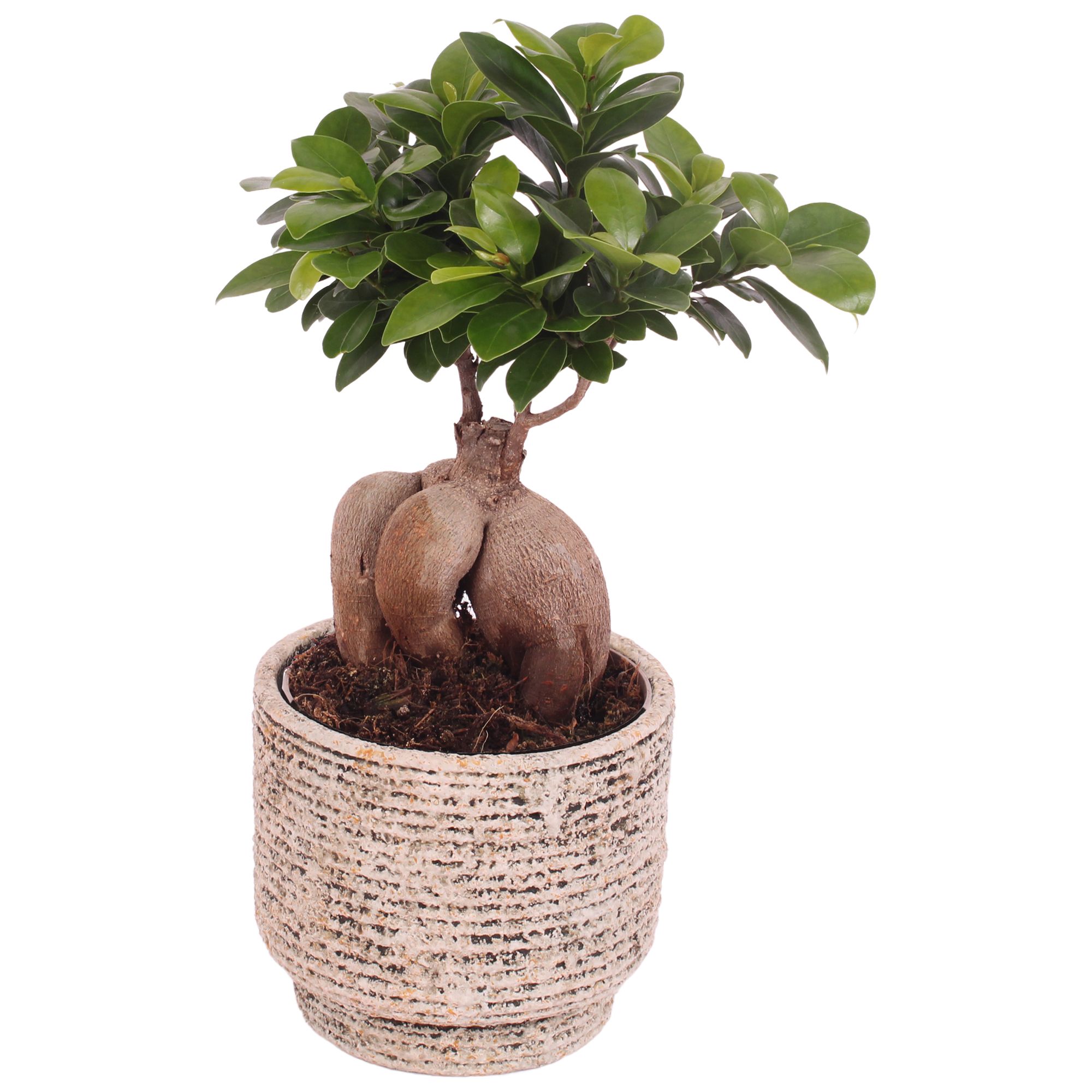 Ficus m. Ginseng Ball Shape Ø12cm in Ø14cm Ceramic NT567, D 14