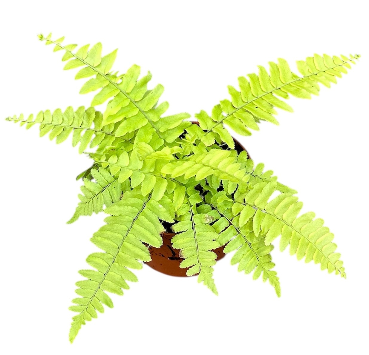 Nephrolepis Exaltata Variegated, D 10,5 cm Nephrolepis Exaltata Variegated, D 10,5 cm