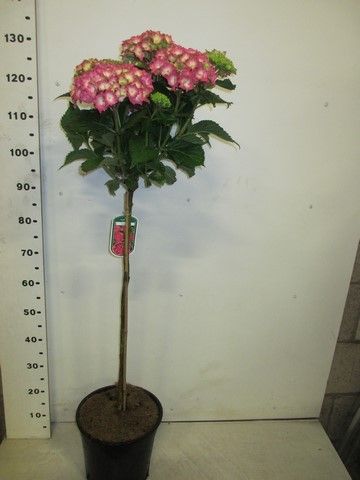 Hydrangea macrophylla King's Red 70st. P28, D 28 cm