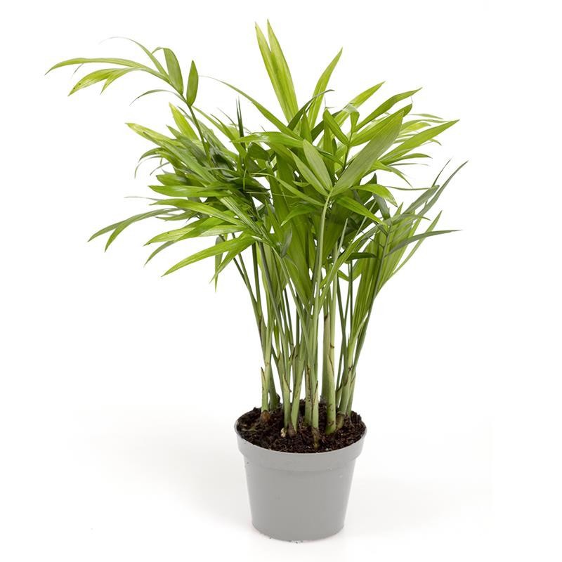 CHAMAEDOREA ELEGANS, D 6 cm