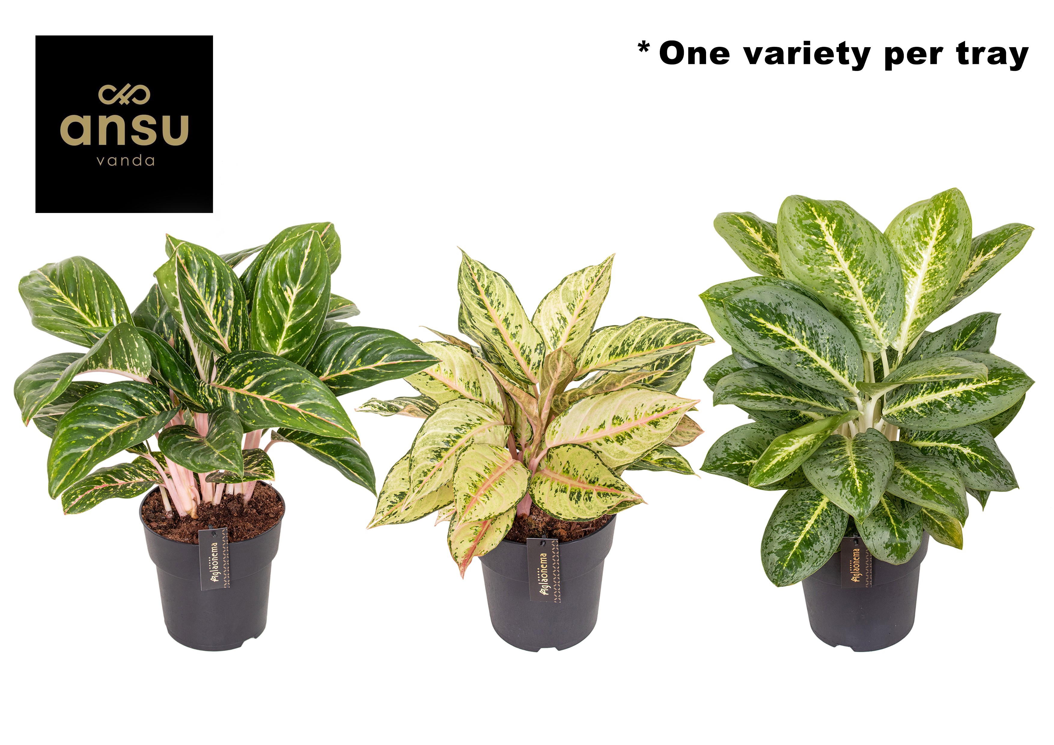 Aglaonema Green Surprise Tray, D 19