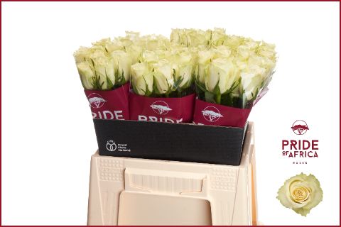 Роза од. Атена 40, шт.