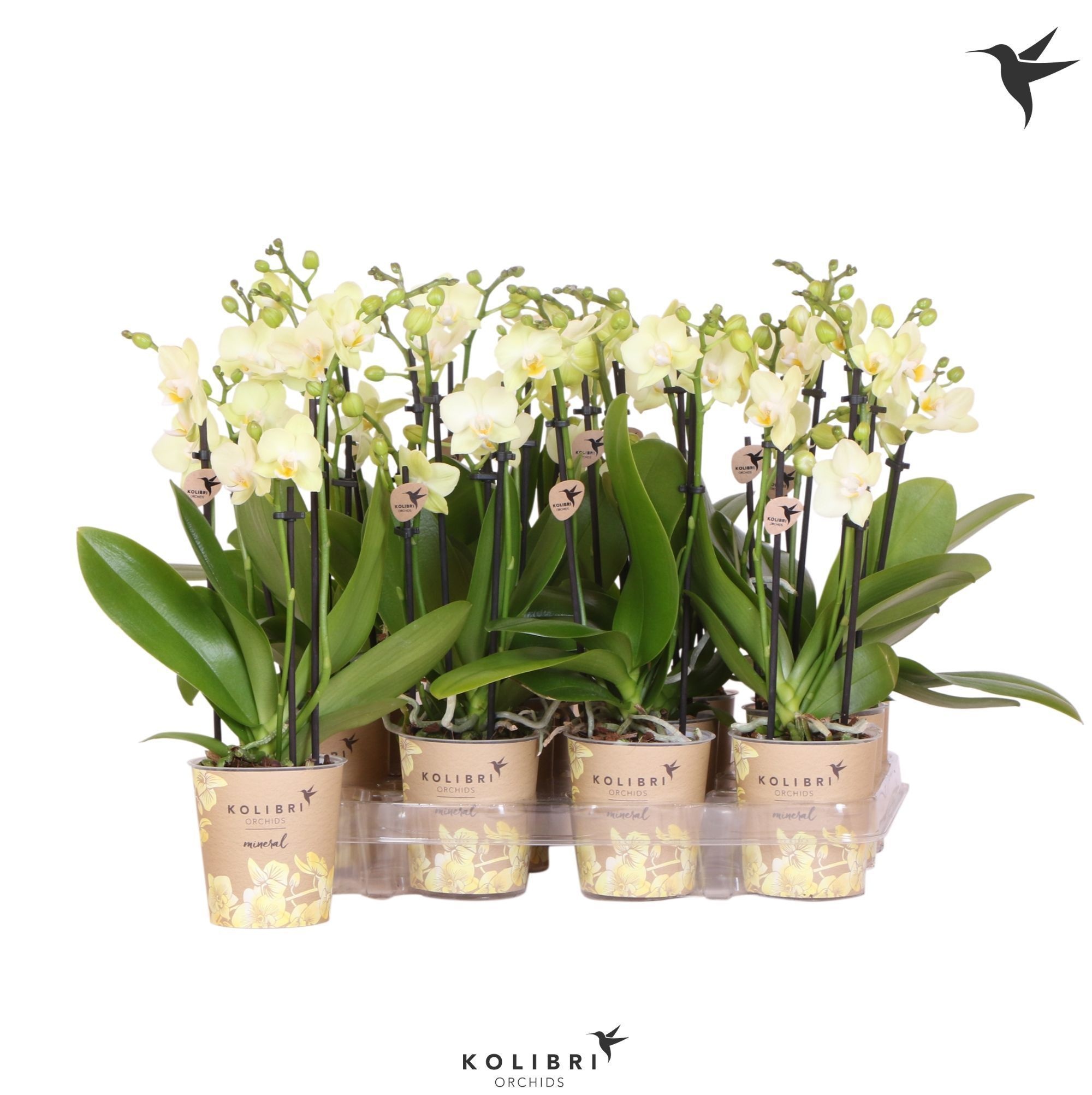 Kolibri Orchids Phalaenopsis Yellow 3 spike, D 9