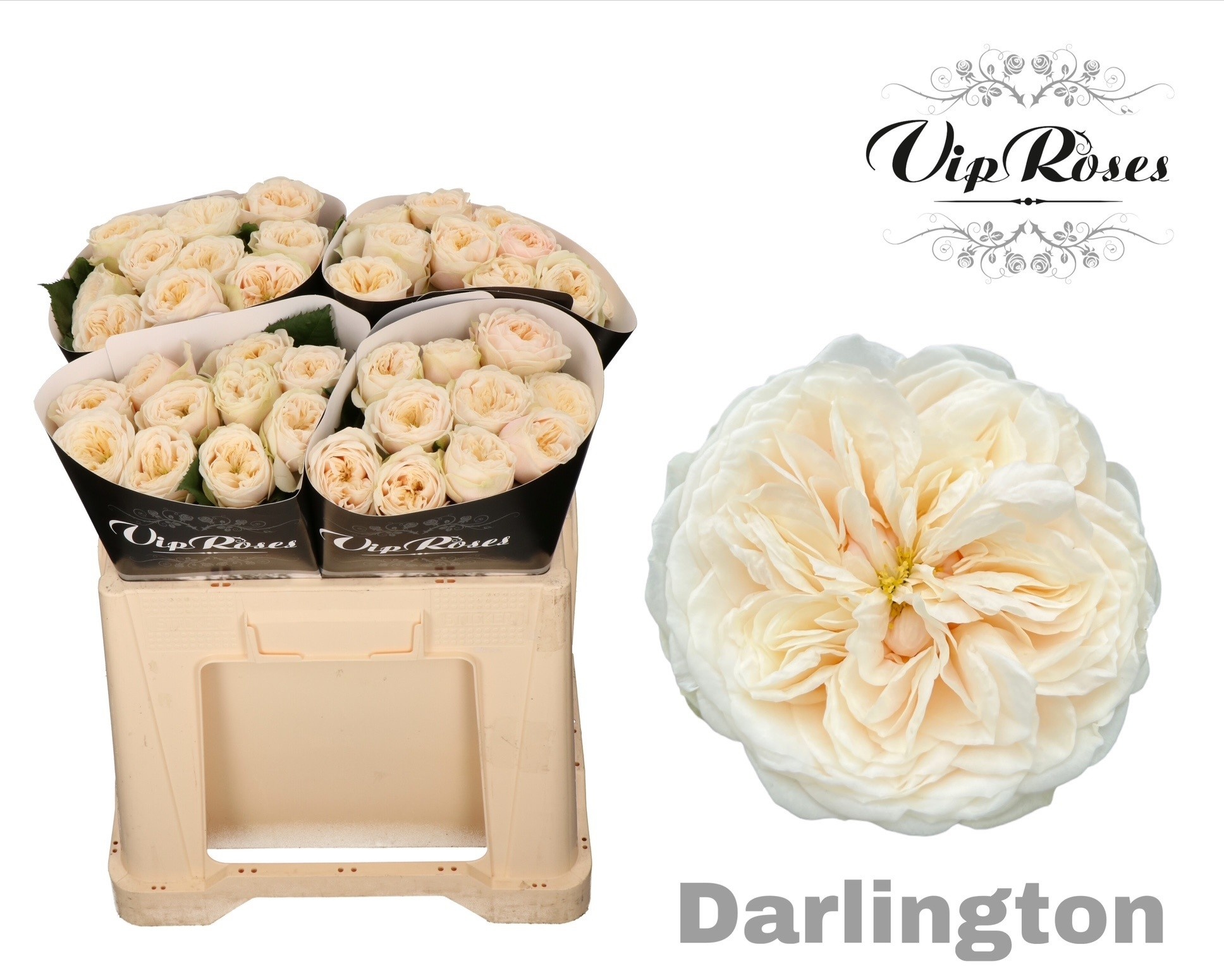Роза од. Дарлингтон 50, шт.