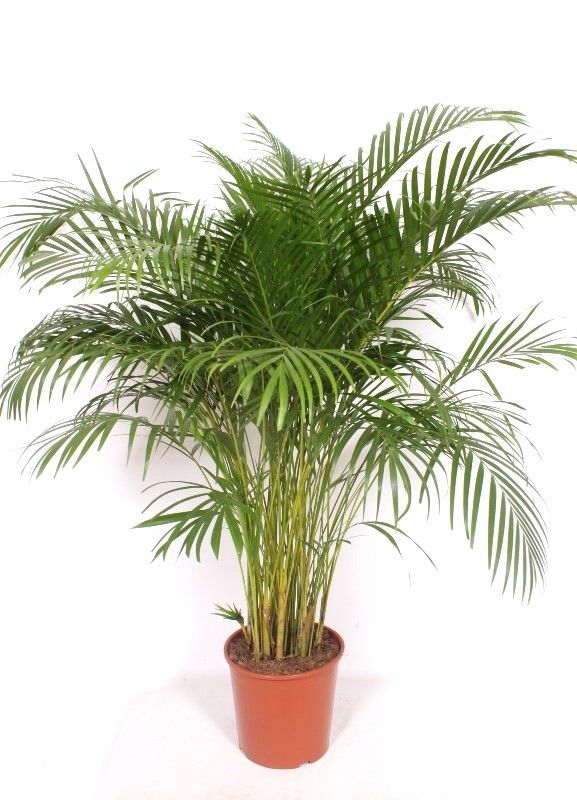 Dypsis lutescens 'Areca', D 30