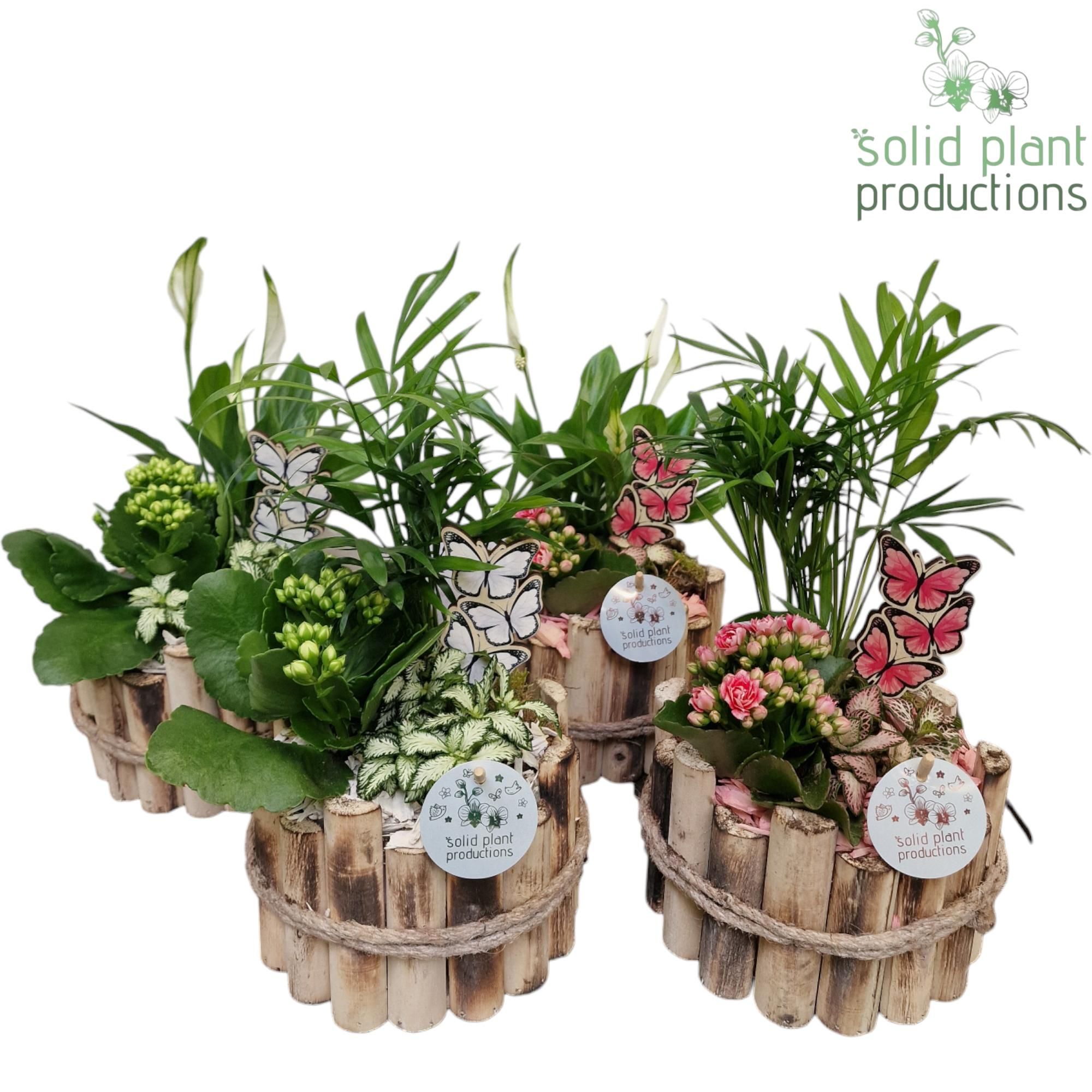 HSC001 Milano Small White/Pink Mix, D 17