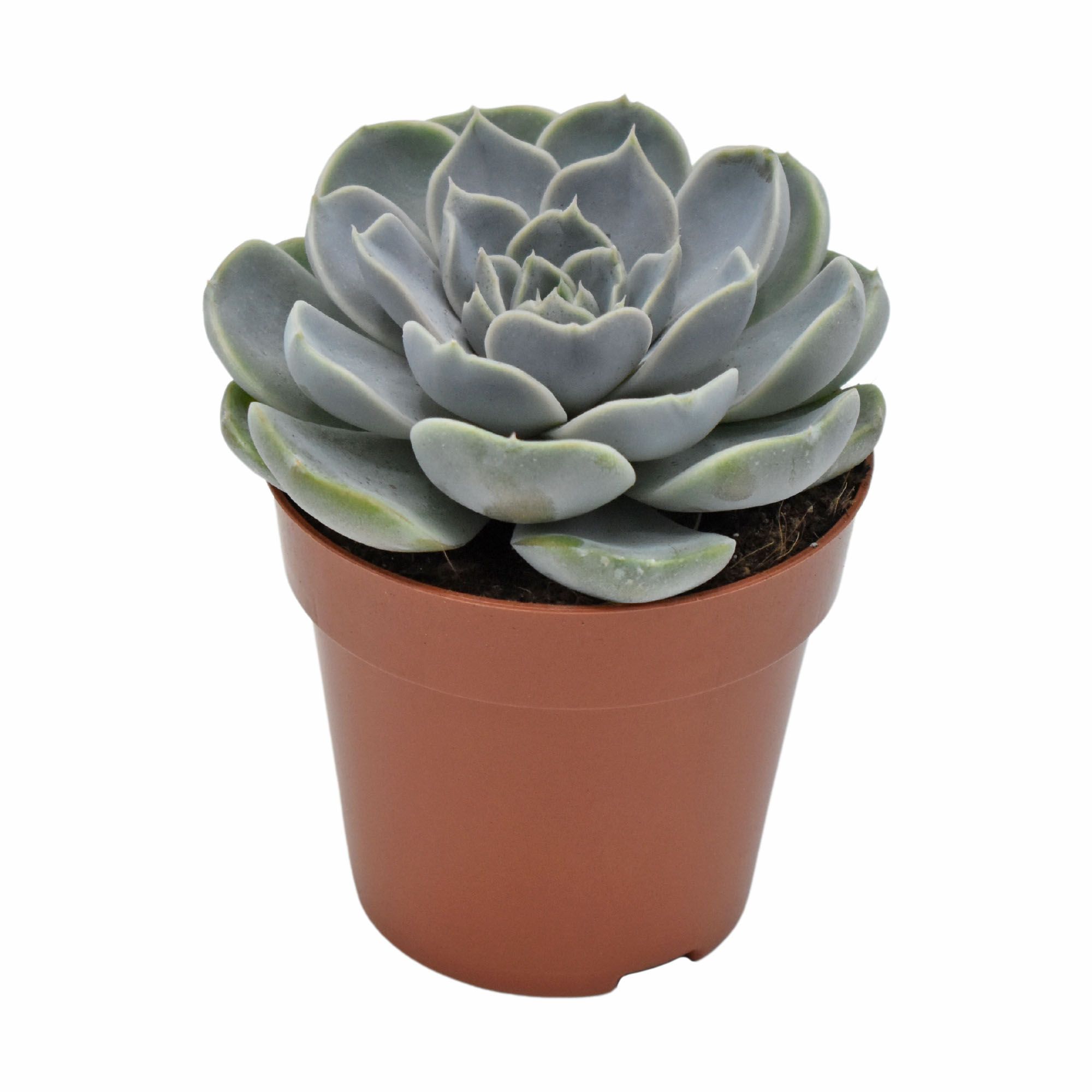 Echeveria Cielo Rosetta, D 8,5 cm