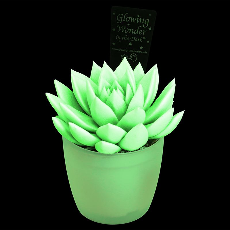 Glowing Wonder in the Dark with glowing pot, D 8,5 cm