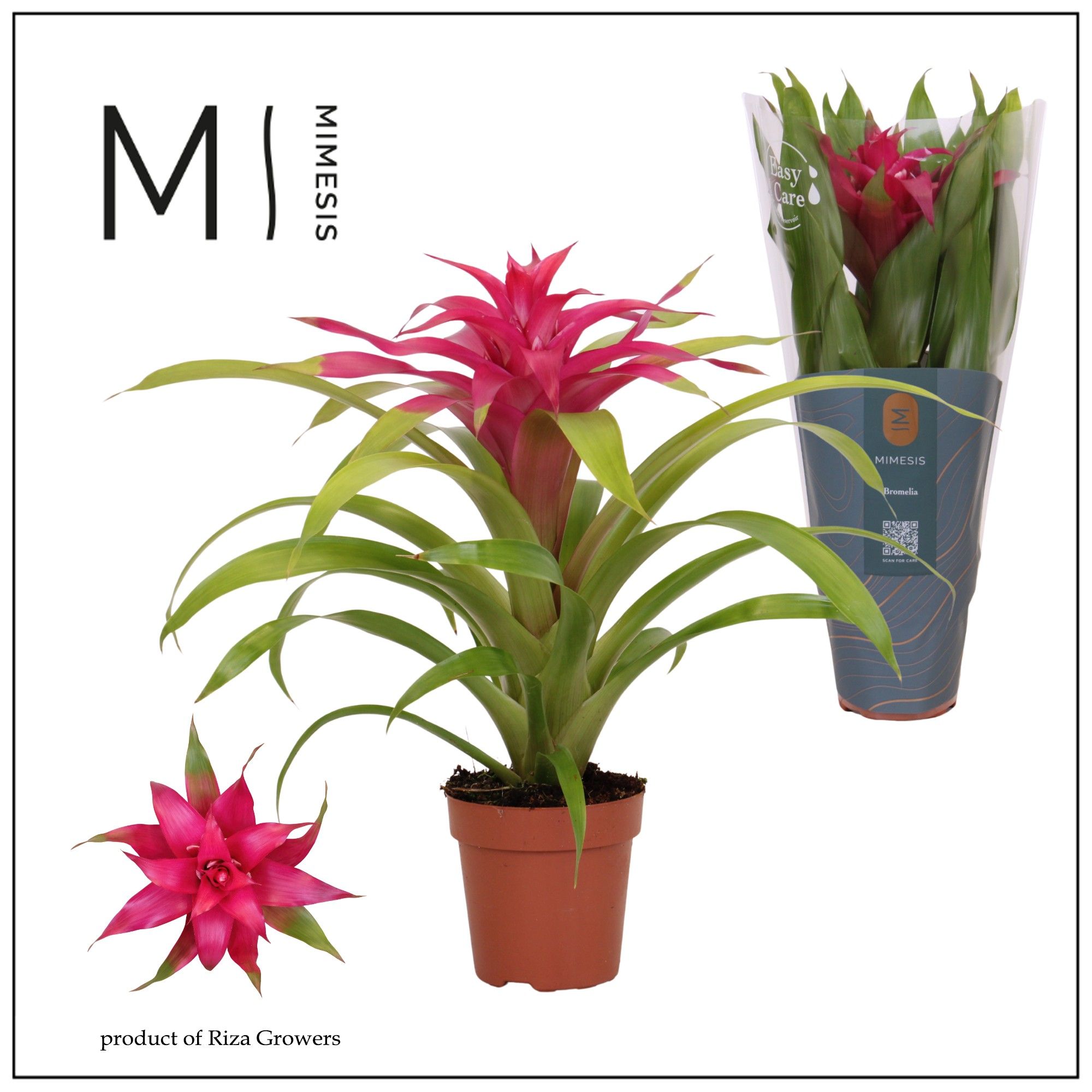 Guzmania Deseo Pink - 12cm | Mimesis, D 12