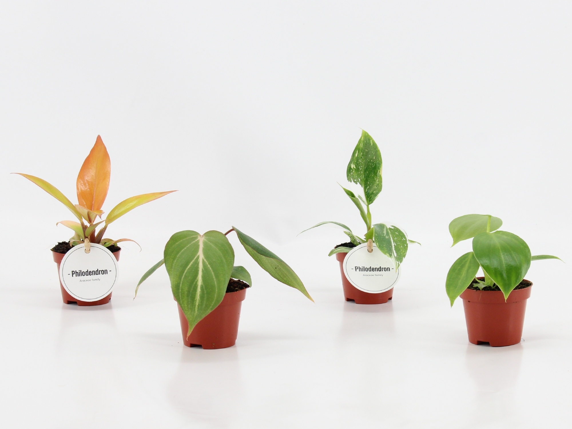 Philodendron Mix, D 6