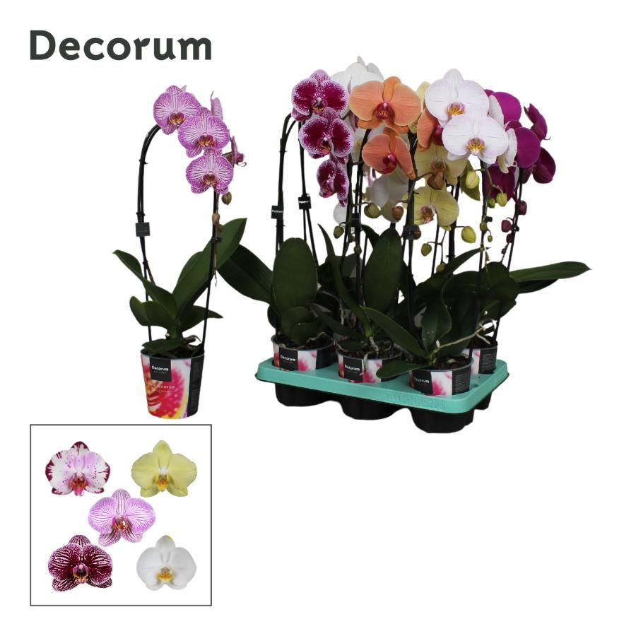 Phalaenopsis 1 tak Decorum Cascade mix, D 12 cm