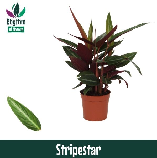 Calathea 12cm Stripestar - Rhythm of Nature, D 12