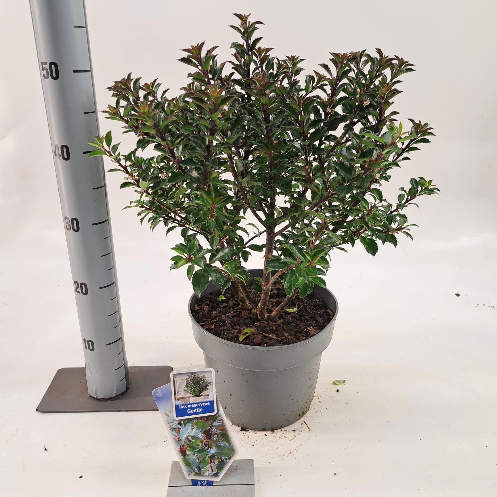 Ilex meserveae Gentle ('Annys Dwarf'PBR), D 23