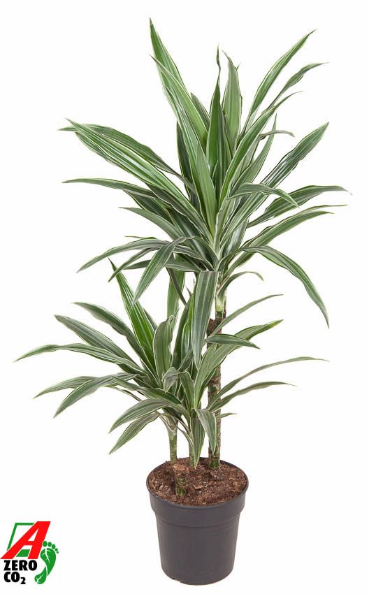 Dracaena Warneckei 45-15, D 19