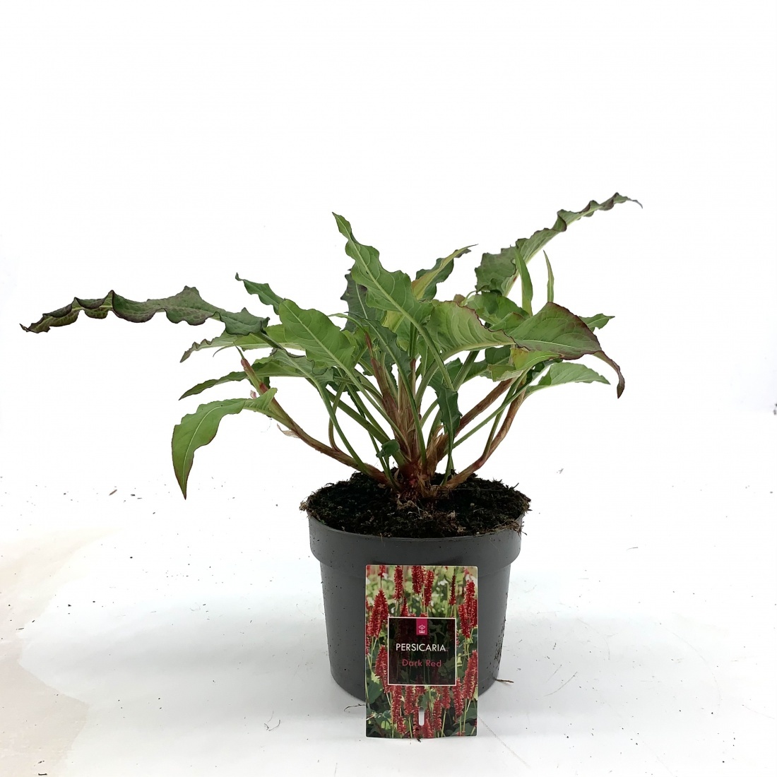 Persicaria a. 'Dark Red', D 17 cm