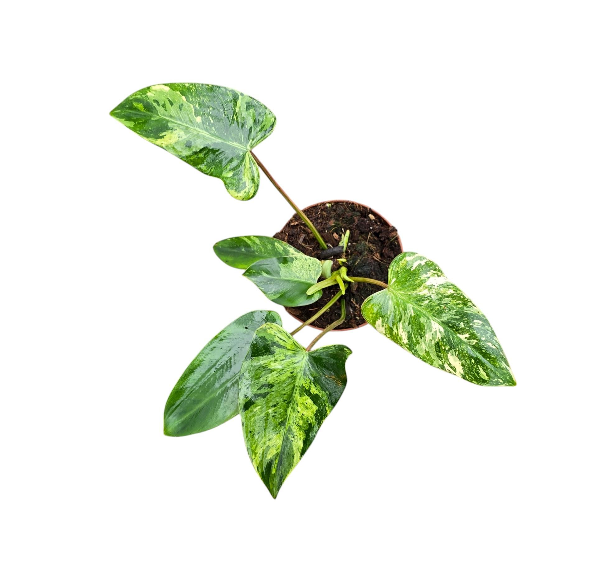 Philodendron Emerald Queen Variegata, D 9