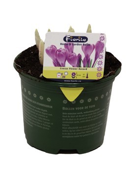 Crocus Flower Record, D 13