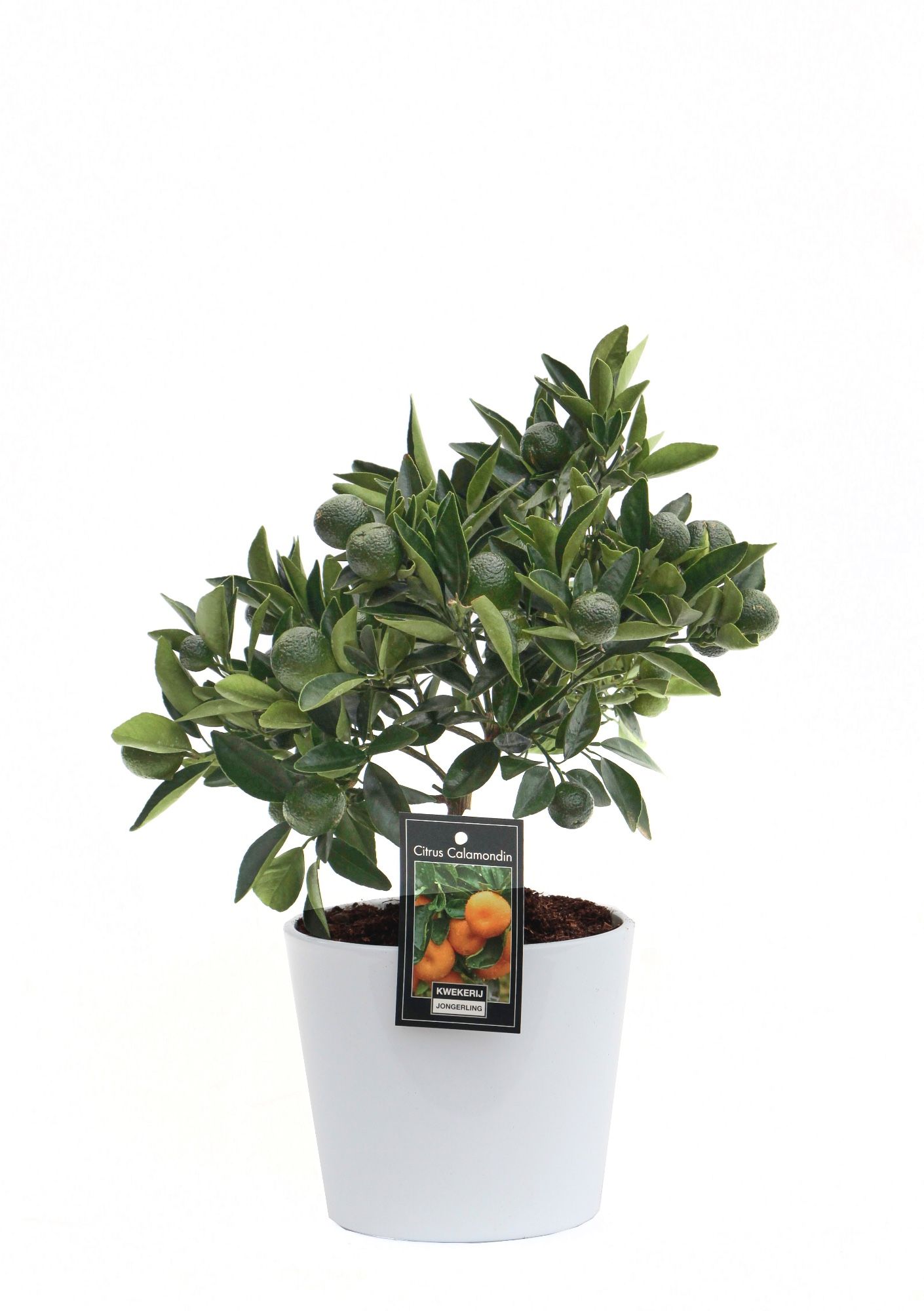 Calamondin in Keramiek Roma, D 16