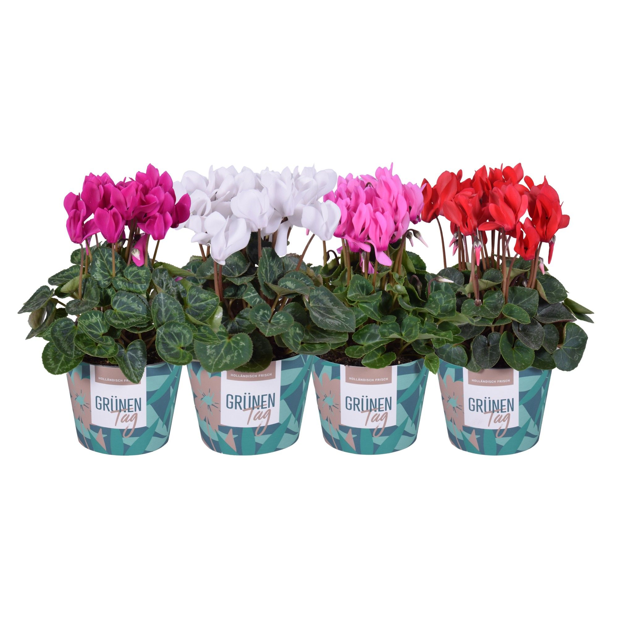 Cycl mini Grunen Tag Cover mixTRAY, D 10,5