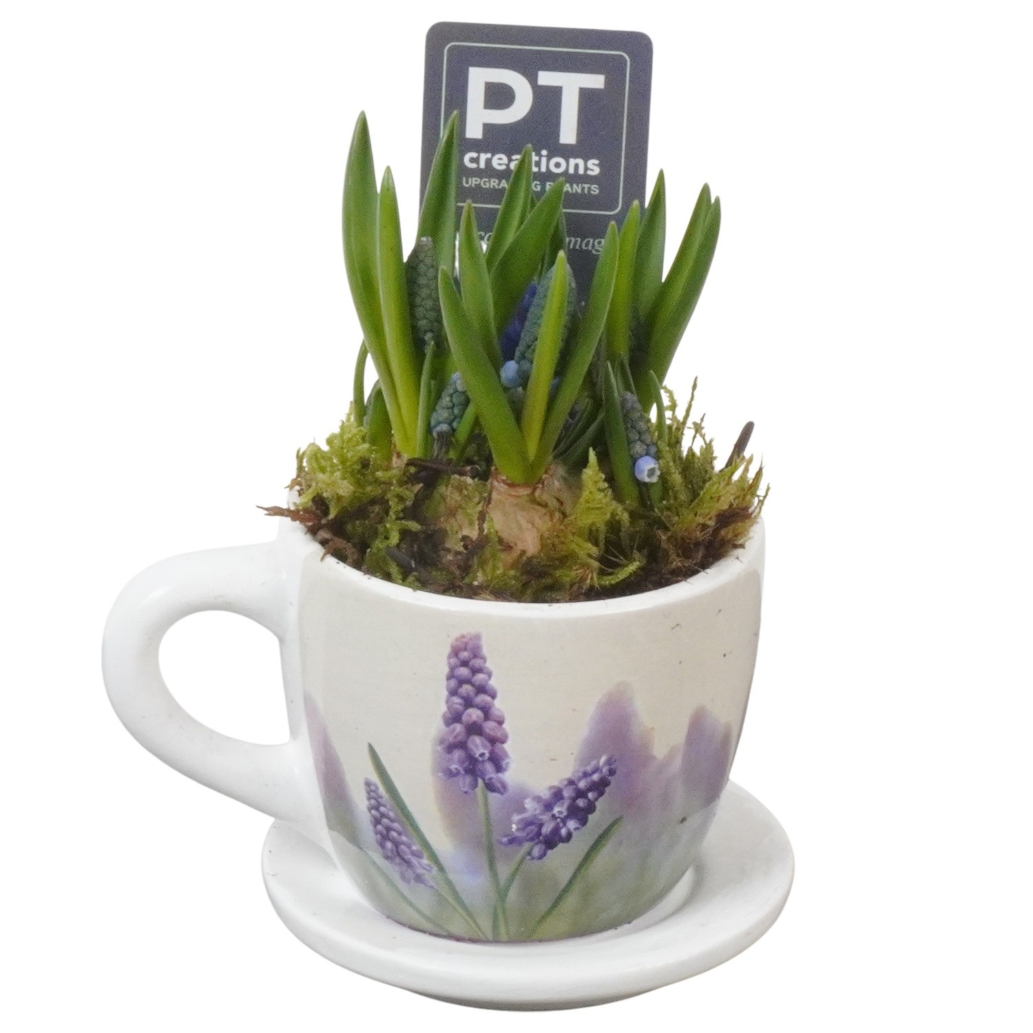 PTMB6311 Arrangement Muscari Blue in keramiek kop en schotel, D 8