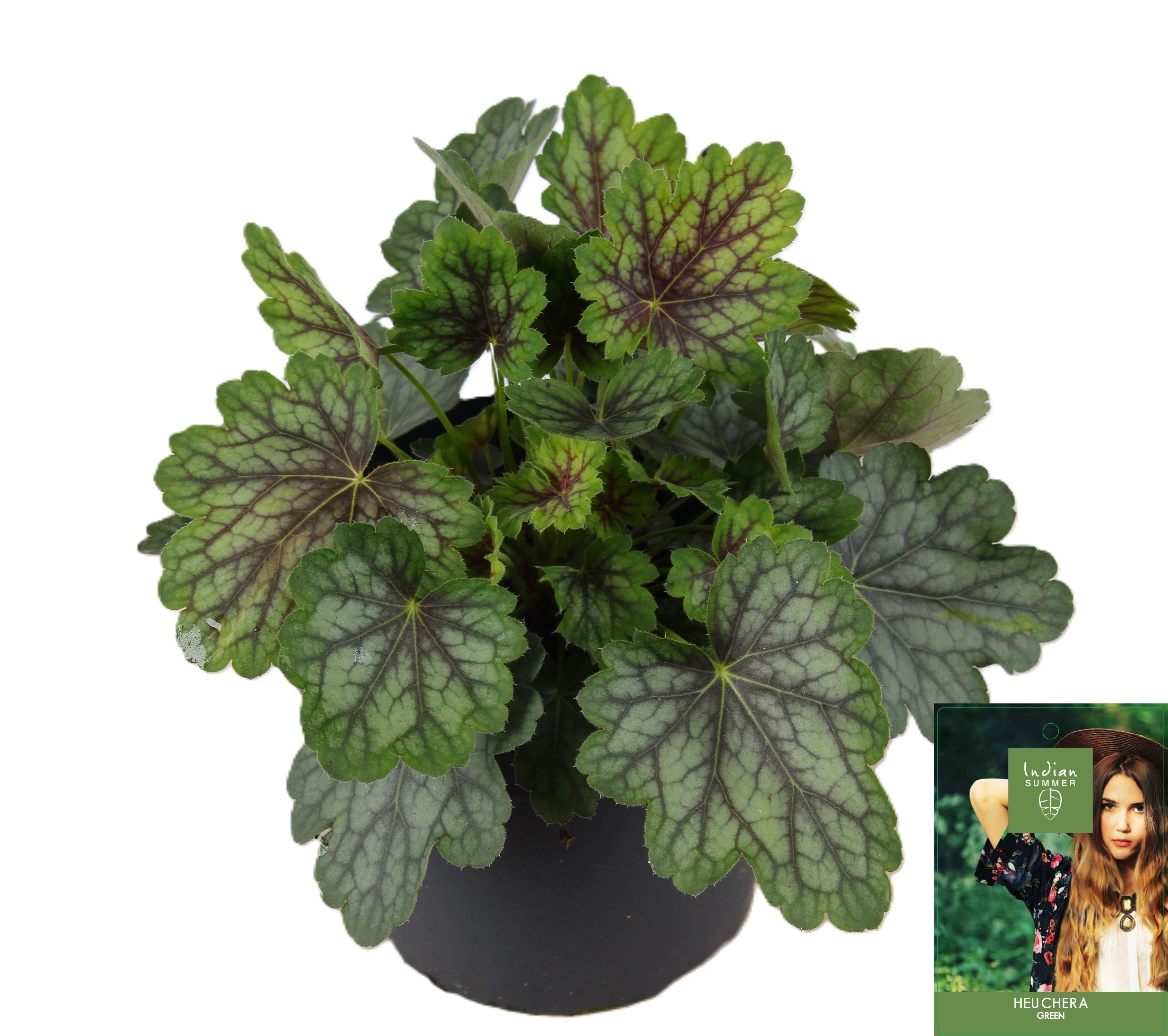 Heuchera Indian Summer Green P15, D 15