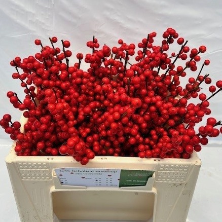 Илекс Красные ягоды 30, шт.