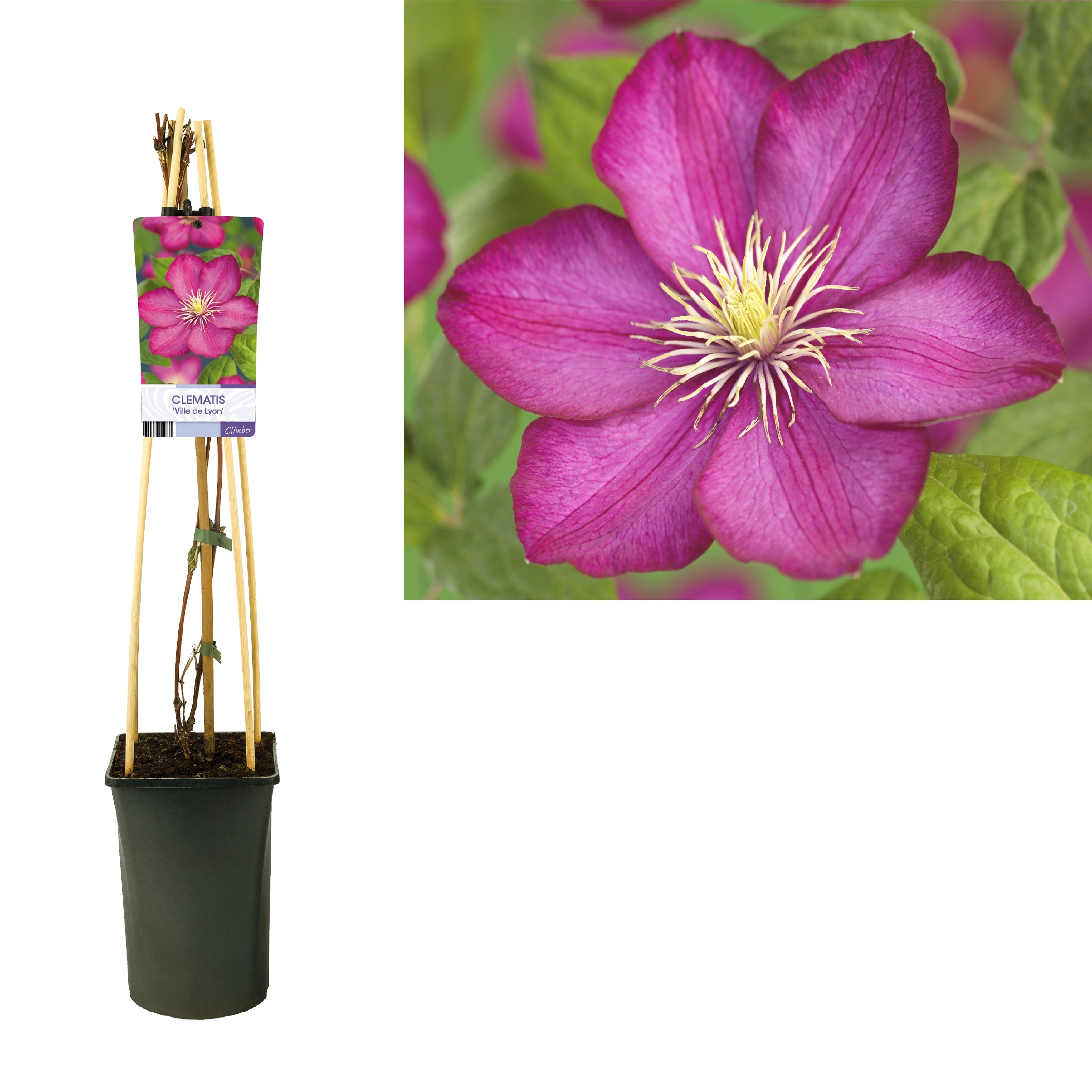 Clematis 'Ville de Lyon' +light label, D 17