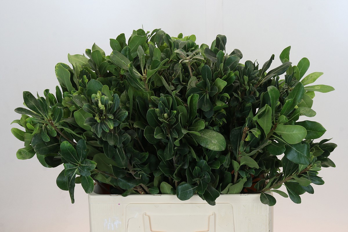 Питтоспорум Нурит 60, шт.