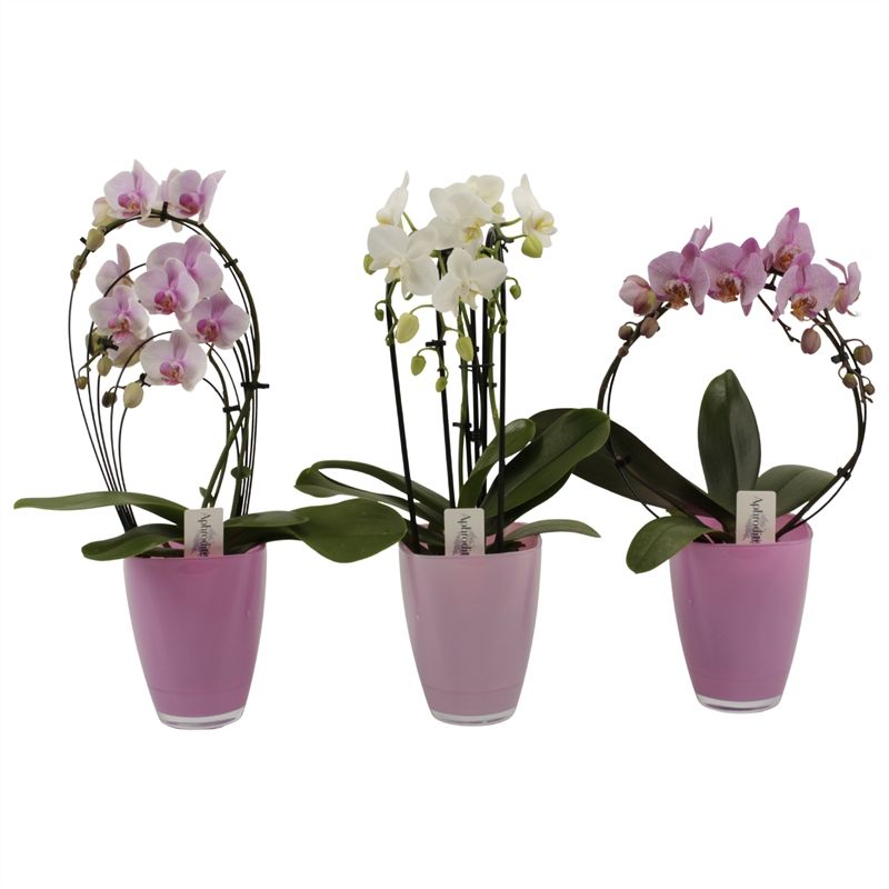 Phalaenopsis overig Shapes roze/wit tinten in roze tinten Bombay glas, D 12