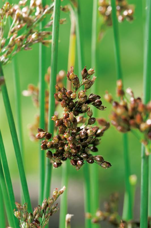 Juncus inflexus, D 9