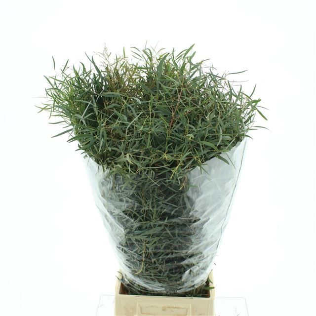 Эвкалипт Николи за пучок 70, пуч.