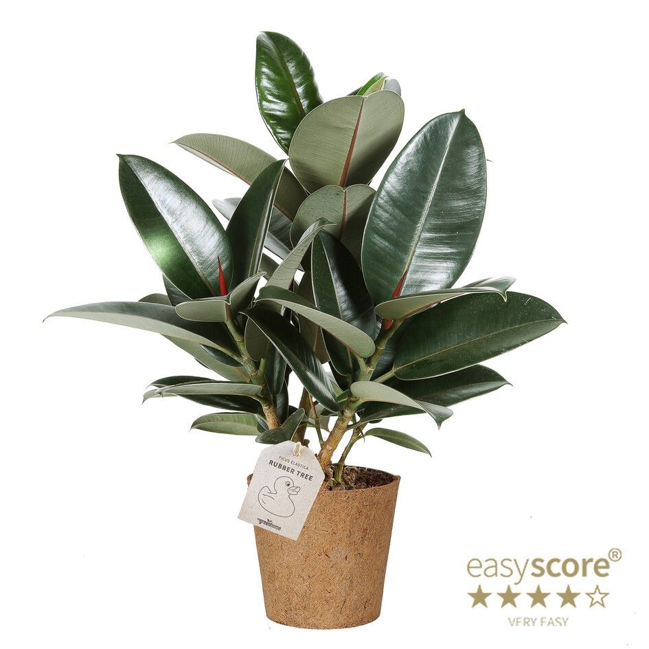 Ficus elastica ´Robusta´ - COCOZ, D 17