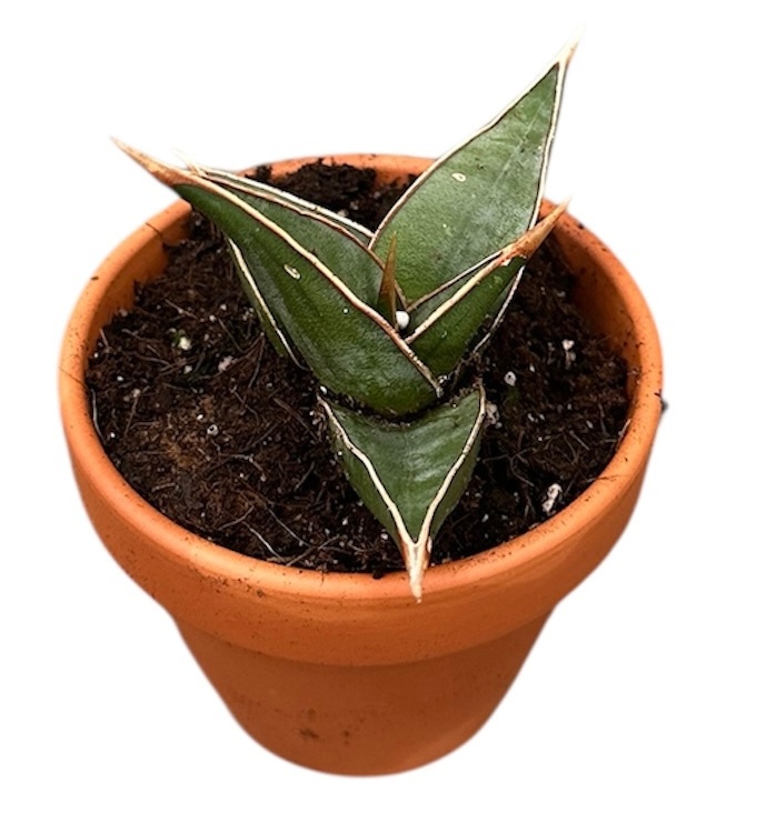 Sansevieria Pinguicula, D 8