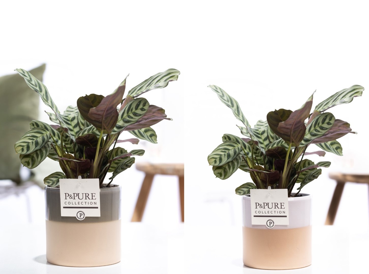 Ctenanthe Burle Marxii in P&PURE Tess 2 ceramics ass.3, D 12