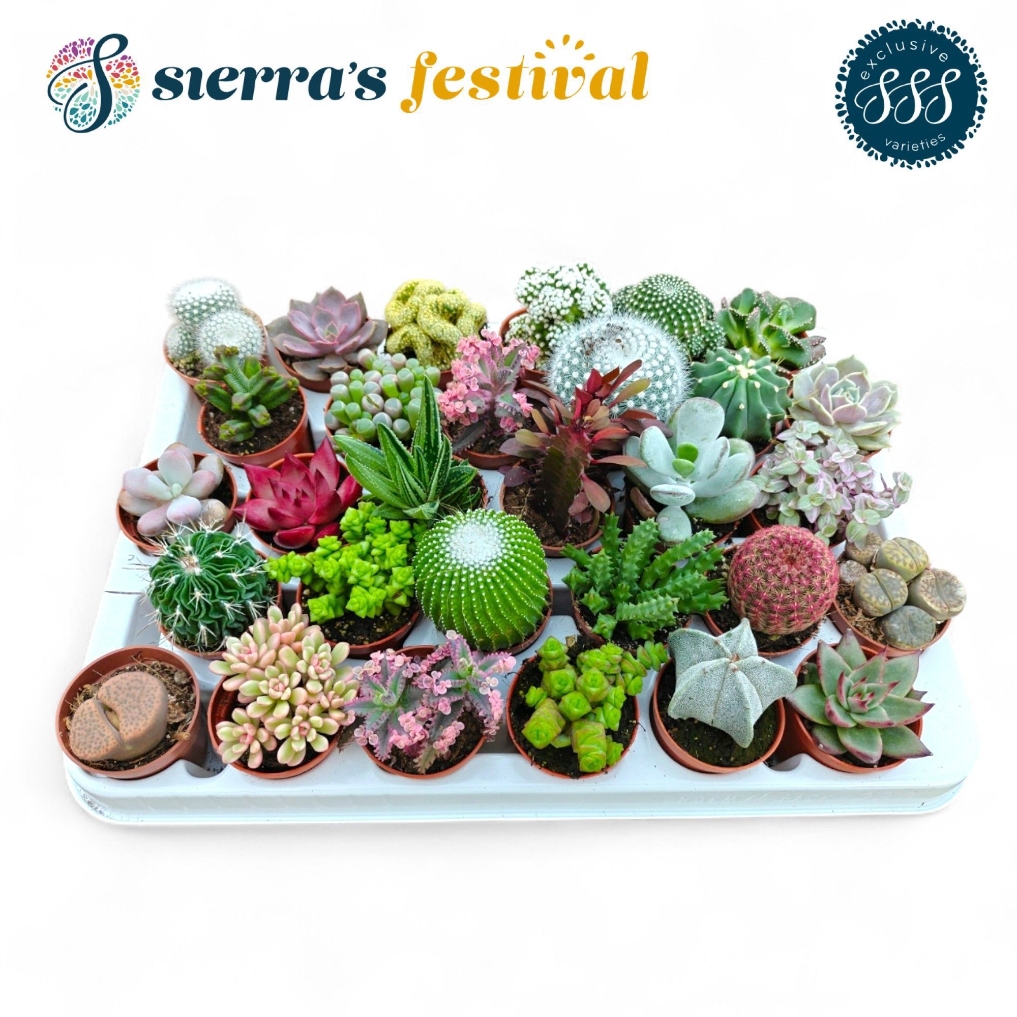 Festival® - CactusSucculent Mix (Exclusive), D 5,5