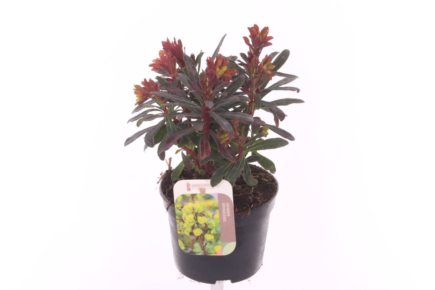 Euphorbia amyg. Purpurea, D 13