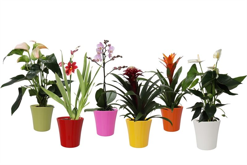 Maria p12 mix Epifyten Tropical mix, D 12