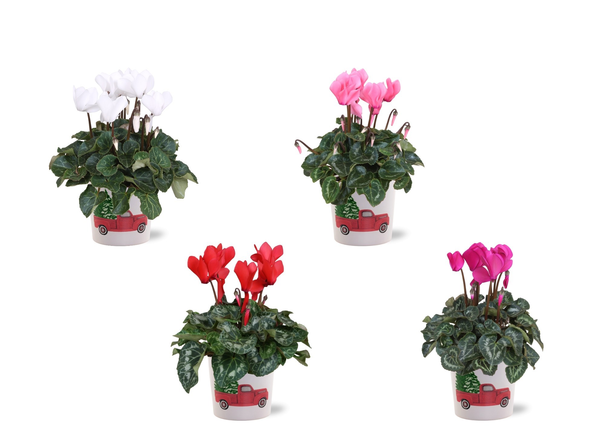 Collectie "Craft World" Cyclamen in keramiek Noel, D 12