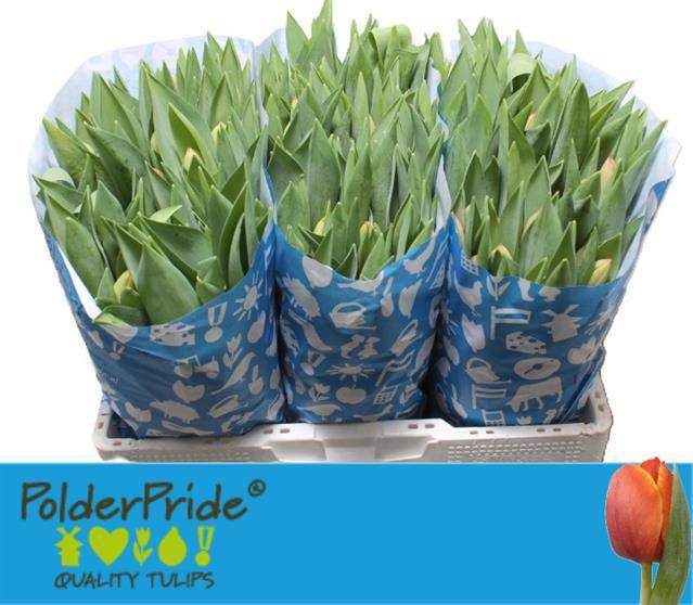 Тюльпан од. Ад Рэм (оранж.), шт.