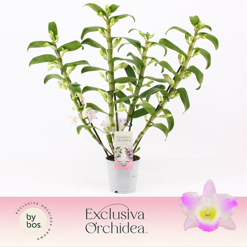 Dendr Nobile p12 Pandora 4T35+tros regular, D 12