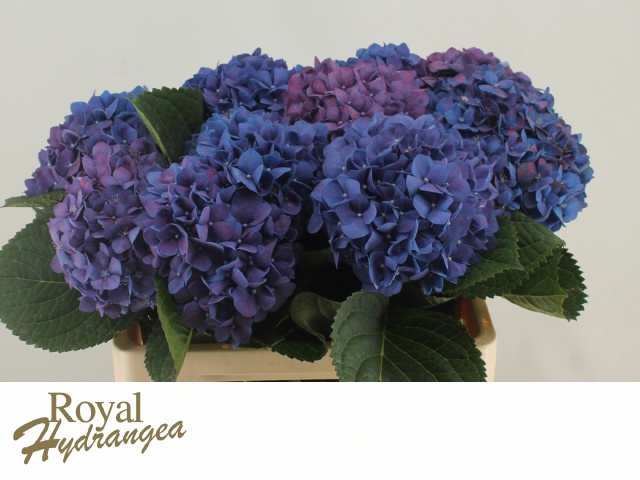 Гортензия Пимпернел 60, шт.