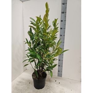 717 EB : Pot 19 cm PRUNUS LAUROCERASUS ROTONDIFOLIA, D 19