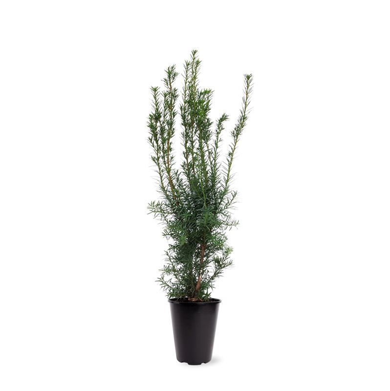 Taxus media 'Hicksii' (zonder etiket), D 21