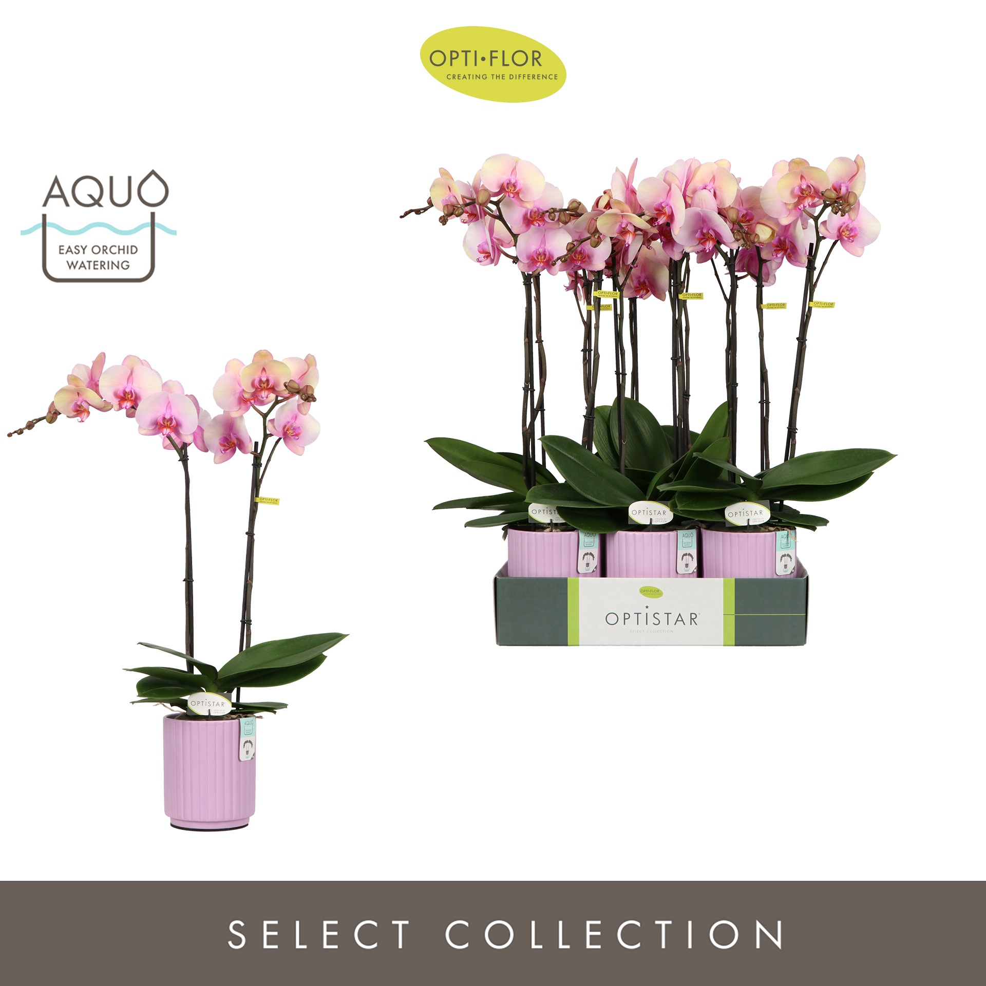 Optistar Adele 2 spike in Molise Lilac Aquo, D 12 cm