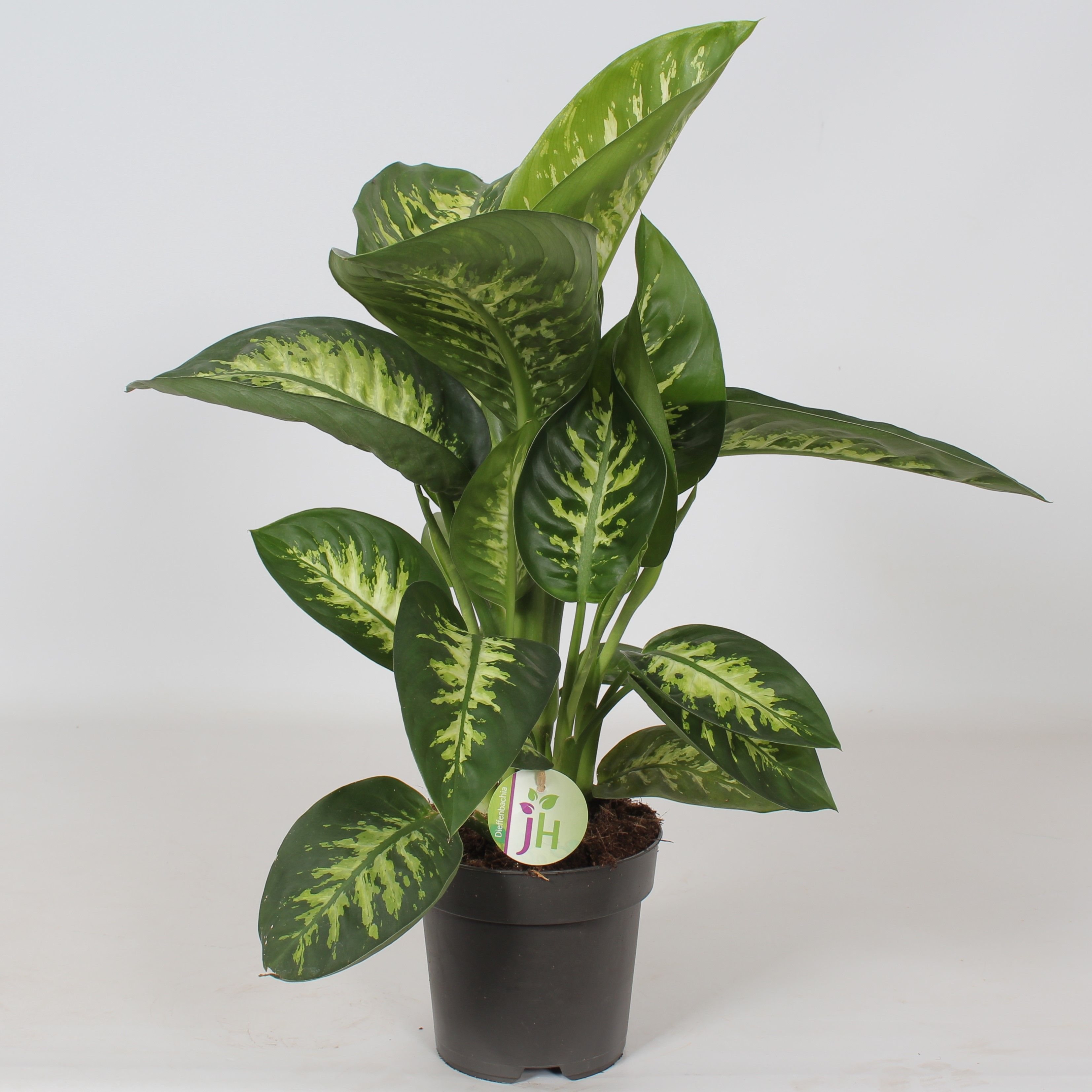 Dieffenbachia 'Reeva', D 17